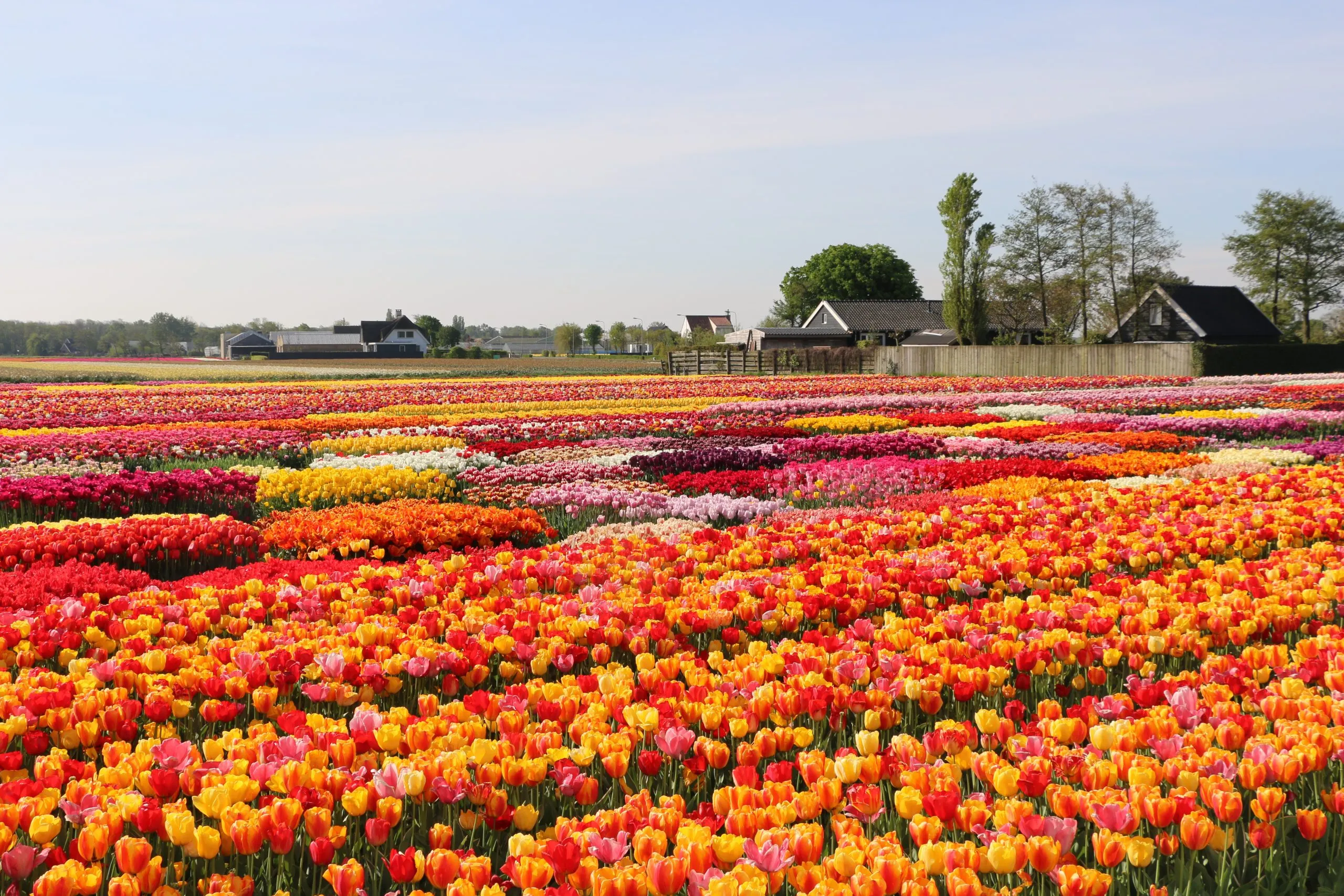 Tulip Festival Special