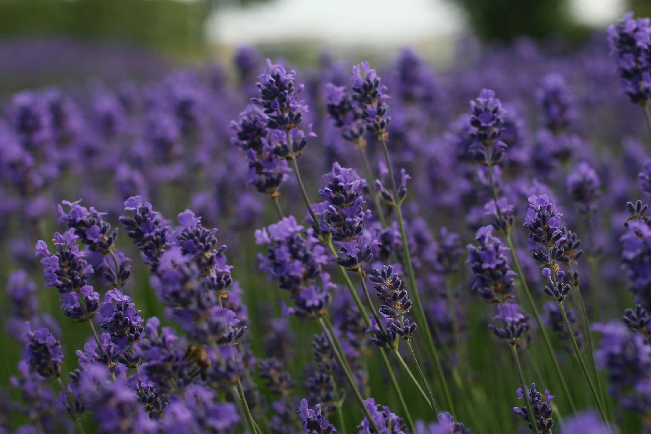 Provence Lavender Tour