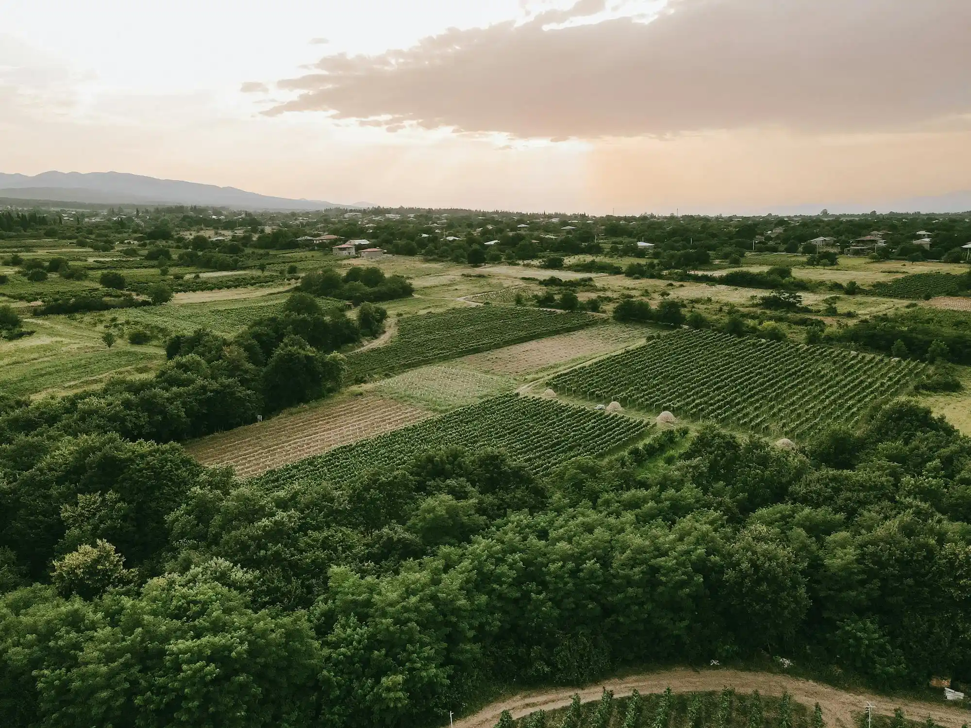 Kakheti Wine Tour