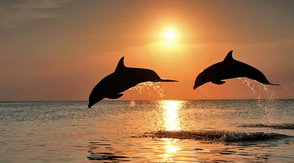 Sunset Dolphin Cruise