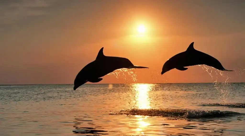 Sunset Dolphin Cruise